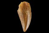 Serrated, Raptor Tooth - Real Dinosaur Tooth #127073-1